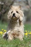 CAIRN TERRIER 250